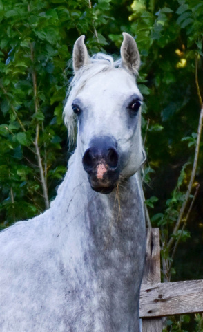 Halypa Mansour (HA Sharif x Mahomeeh) 2012 Dahman Shahwan. Photographed in Slovenja