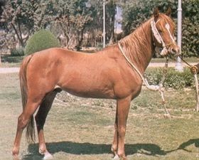 Galal (Nazeer x Farasha)