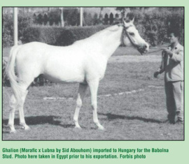 <b>Description: </b>Ghalion (Morafic x Lubna) 1965 Saqlawi Gidran. Here photographed at EAO, just before the exportation to Babolna<br/><b>Copyright: </b>Judith Forbis photo