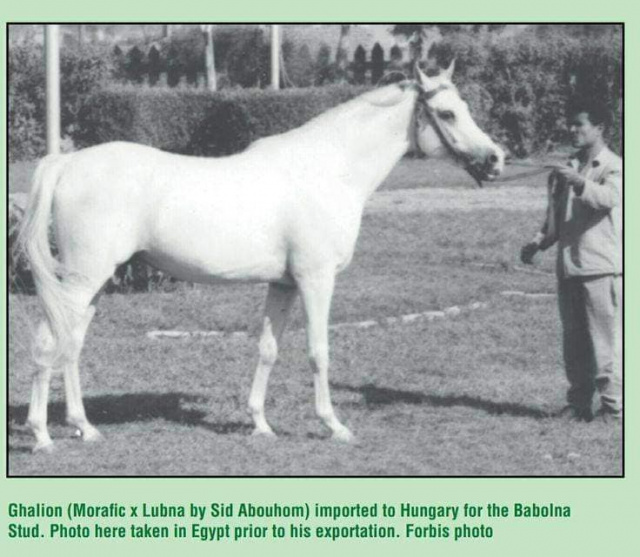 Ghalion (Morafic x Lubna) 1965 Saqlawi Gidran. Here photographed at EAO, just before the exportation to Babolna