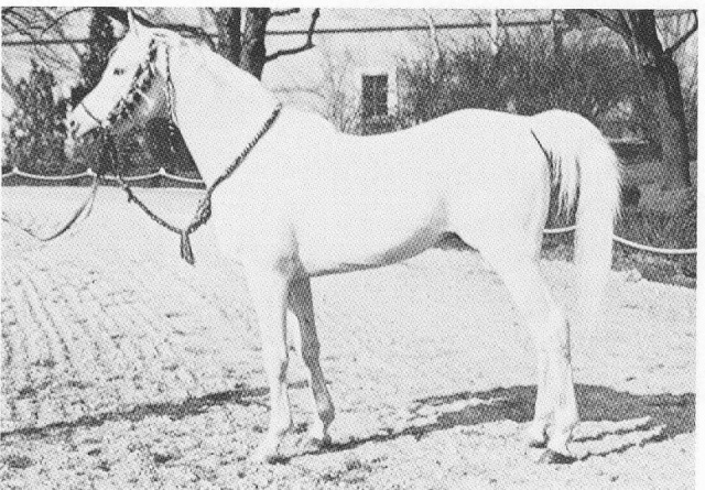 Ghalion (Morafic x Lubna) 1965 Saqlawi Gidran