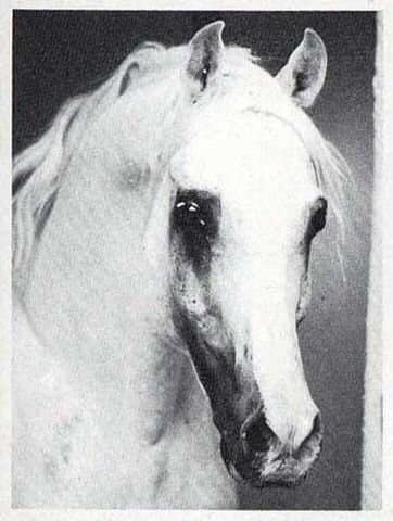 Ghalion (Morafic x Lubna) 1965 Saqlawi Gidran