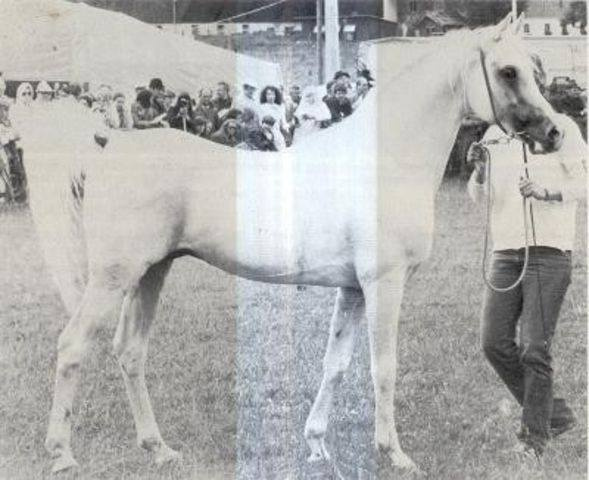 Ghalion (Morafic x Lubna) 1965 Saqlawi Gidran Here photographed in Europe