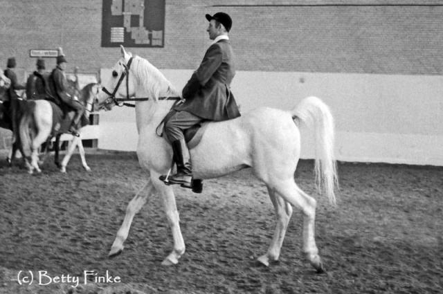 Ghalion (Morafic x Lubna) 1965 Saqlawi Gidran. Here photographed at Babolna