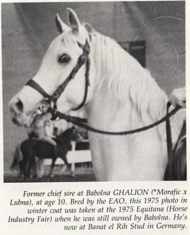 Ghalion (Morafic x Lubna) 1965 Saqlawi Gidran. Here photographed in Germany in 1975