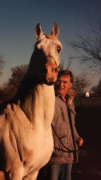 <b>Description: </b>Ghalion (Morafic x Lubna) 1965 Saqlawi Gidran. Here photographed in USA with Marshall Partlow, Klassic Arabian Horse Farm<br/><b>Copyright: </b>Partlow photo