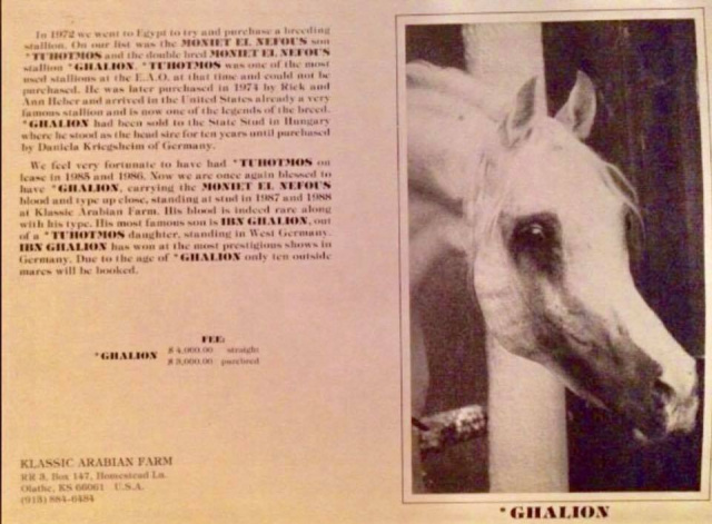 Ghalion (Morafic x Lubna) 1965 Saqlawi Gidran