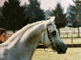 <b>Description: </b>Ghalion (Morafic x Lubna) 1965 Saqlawi Gidran. Here photographed in Germany again<br/><b>Copyright: </b>Heidi Frank photo