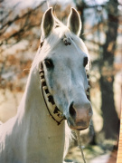 <b>Description: </b>Ghalion (Morafic x Lubna) 1965 Saqlawi Gidran. Here photographed in Germany again<br/><b>Copyright: </b>Heidi Frank photo