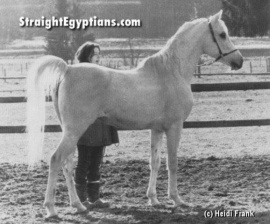 <b>Description: </b>Ghalion (Morafic x Lubna) 1965 Saqlawi Gidran. Here photographed in Germany again<br/><b>Copyright: </b>Heidi Frank photo