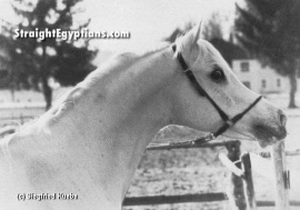 <b>Description: </b>Ghalion (Morafic x Lubna) 1965 Saqlawi Gidran. Here photographed in Germany again<br/><b>Copyright: </b>S. Kuebe ph