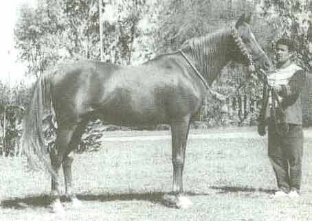 Galal (Nazeer x Farasha) 1959 Hadban Enzahi