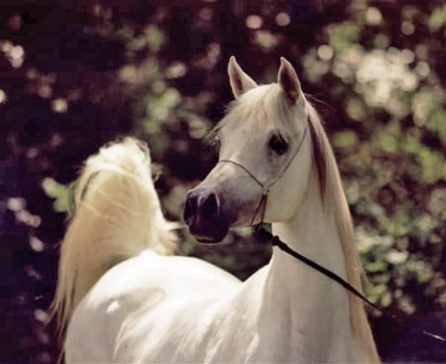 ANTIGUA DANCE (Ruminaja Bahjat x Talyla by Ansata Shah Zaman)