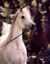 ANTIGUA DANCE (Ruminaja Bahjat x Talyla by Ansata Shah Zaman)