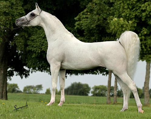 ARABEST SAMIR (Akid Geshan x RA Amber Nabiel by Nabiel+/)