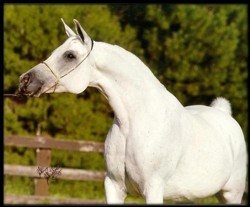 ENSHALLAA (Prince Fa Moniet x Talara by *Talal)