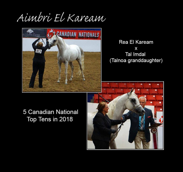 AIMBRI EL KAREAM (Rea El Kaream+ x Tal Imdal by Imperial Imdal)