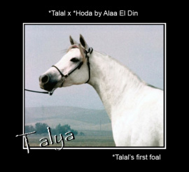 <b>Description: </b>Talya  (*Talal x *Hoda by Alaa El Din)<br/>