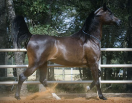 <b>Description: </b>FAREESA CA (Farres x Queen Sheeba by Thee Desperado+)<br/><b>Copyright: </b>Chase Arabians