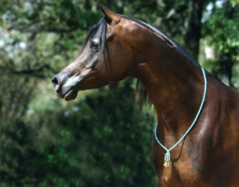 <b>Description: </b>FAREESA CA (Farres x Queen Sheeba by Thee Desperado+)<br/><b>Copyright: </b>Chase Arabians