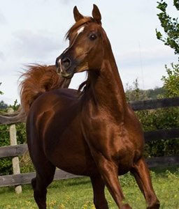 TAMMENS SADIK (Tammen x Sadik Sahbi by Shaikh Al Badi)