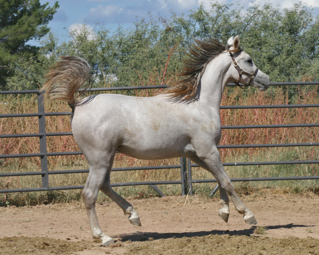 Aleah Ajmal H (Hadban Al Shaqab x Akilah Princess Raf) 