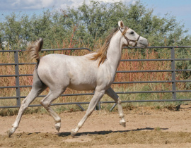 <b>Description: </b>Aleah Ajmal H (Hadban Al Shaqab x Akilah Princess Raf) <br/><b>Copyright: </b>Judi Parks photo  alabbasiyah11@gmail.com