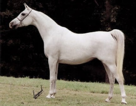 <b>Description: </b>*IMPERIAL SAYYAH (Kayed x *Malekat El Gamal by Waseem)<br/><b>Copyright: </b>Jerry Sparagowski Photography