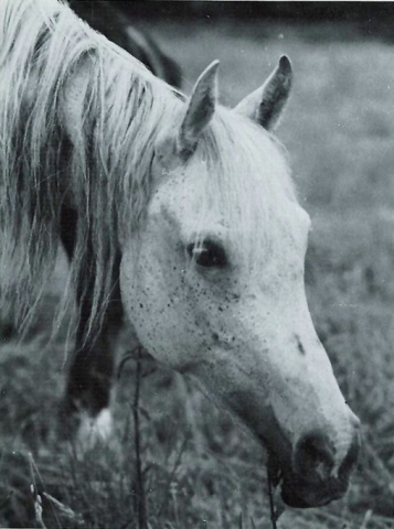 JKB HAMDA (Hamdan II x Bint Yosreia by Nazeer)