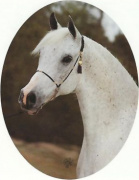 <b>Description: </b>JKB HAMDA (Hamdan II x Bint Yosreia by Nazeer)<br/><b>Copyright: </b>Polly Knoll Photography