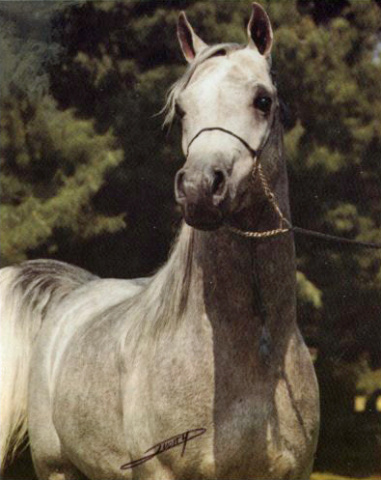 ANSATA ALI ABBAS (*Ansata Ibn Halima++ x Faye Roufa by Ansata Abbas Pasha)