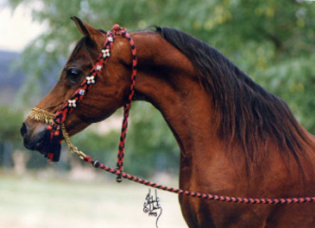 NIZAM (Shaarawi x Nazeema by Alaa El Din)