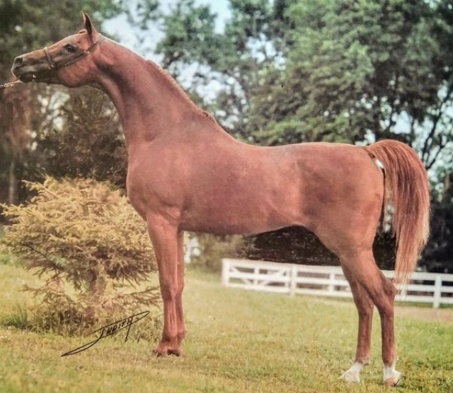 SHAH NISHAN   (*Morafic x *Kahramana by Antar/Anter)  full brother to Ibn Morafic and Fehris