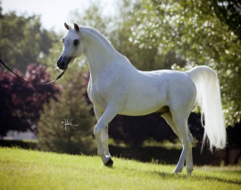 <b>Description: </b>Hadban Al Shaqab sire of Aleah Ajmal H<br/>