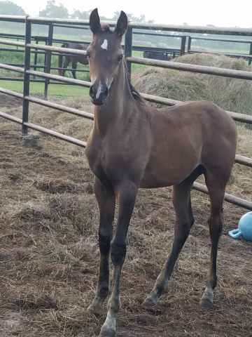 Henry Babson (Serr Sotamm+/ x Serabahs Sable Gem) 2018 Dahman Shahwan photographed on 17 July 2018