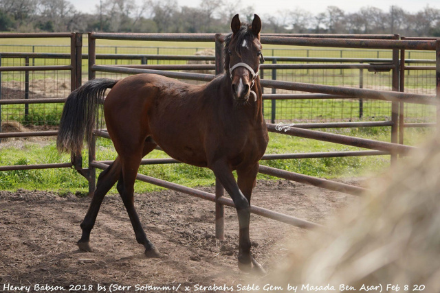 Henry Babson (Serr Sotamm+/ x Serabahs Sable Gem) 2018 Dahman Shahwan. Pictured on February 2020