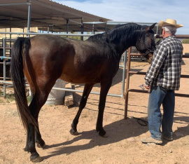 <b>Description: </b>Henry Babson (Serr Sotamm+/ x Serabahs Sable Gem) 2018 Dahman Shahwan.  Pictured March 13th 2022 by Jan Vance at The Bird Ranch, New River, Arizona.<br/><b>Copyright: </b>Jan Vance photo