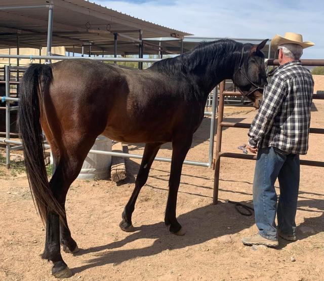 Henry Babson (Serr Sotamm+/ x Serabahs Sable Gem) 2018 Dahman Shahwan.  Pictured March 13th 2022 by Jan Vance at The Bird Ranch, New River, Arizona.