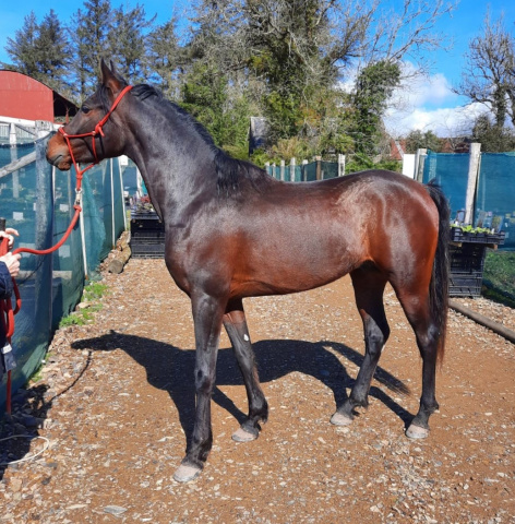 Henry Babson (Serr Sotamm+/ x Serabahs Sable Gem) 2018 Dahman Shahwan photographed in Ireland, Elisabeth & Gert Stam: Manara Classic Arabian Horses