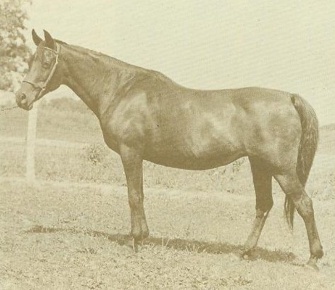 Fa-Abba (Fadl x Bint Bint Sabbah) 1951 Dahmah Shahwaniyah