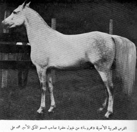 <b>Description: </b>Mahroussa ( Mabrouk Manial x Negma) 1919/1920 Saqlawiyah Gidraniyah Ibn Sudan<br/><b>Copyright: </b>Raswan C. photo