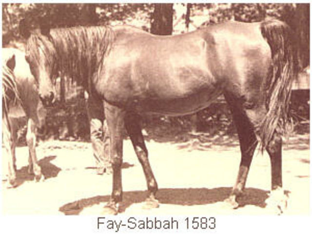 Fay-Sabbah (Fay El Dyne x Bint Bint Sabbah) 1938 Dahmah Shahwaniyah