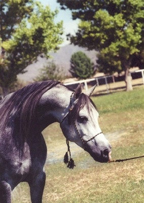 Masada Ben Asar (Fa Asar x Masada Fa Hannah) 1992 Dahman Shahwan