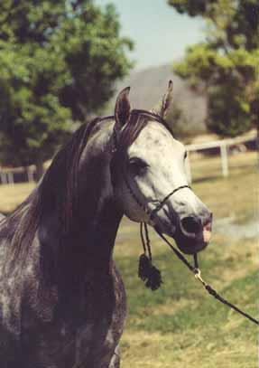 Masada Ben Asar (Fa Asar x Masada Fa Hannah) 1992 Dahman Shahwan