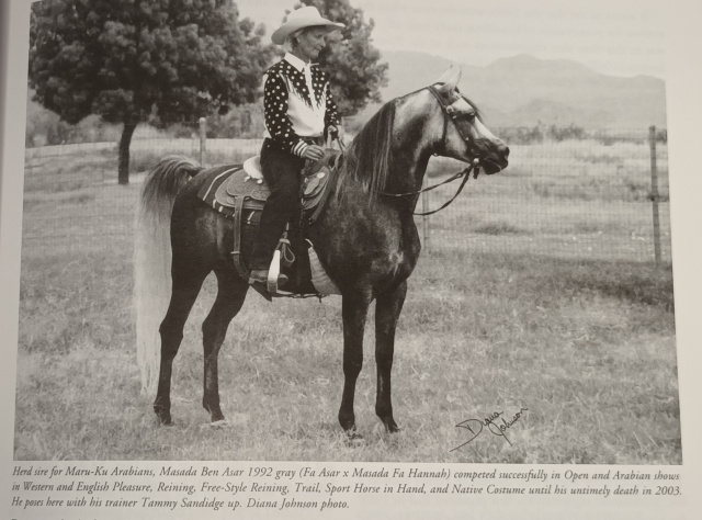 Masada Ben Asar (Fa Asar x Masada Fa Hannah) 1992 Dahman Shahwan. Here with his trainer Tammy Sandidge