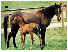 <b>Description: </b>Masada Fa Hannah (Fabo x ASF Hannah) 1984 Dahmah Shahwaniyah. Here with her daughter Masada Fa Asara by Fa Asar (full sister of Masada Ben Asar, Masada Bahir, Masada Ariaana, Masada Mazal)<br/><b>Copyright: </b>Schimanski Archive