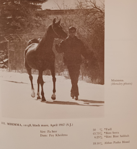 Misimma (Fa-Serr x Fay Khedena) 1957 Saqlawiah Gidraniyah Ibn Sudan