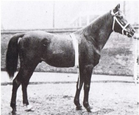 <b>Description: </b>Dwarka  a Kuhailan bred by Anazeh in 1892<br/>