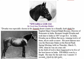 <b>Description: </b>Dwarka  a Kuhailan bred by Anazeh in 1892<br/>