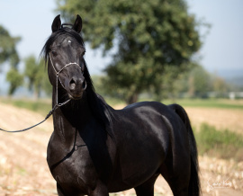 <b>Description: </b>JM Saoud (Malih CK x AS Samira) Black Gold Premium Stallion<br/><b>Copyright: </b>Jutta Mauch Postweg 12 78224 Singen Germany  jutta.mauch@gmx.de